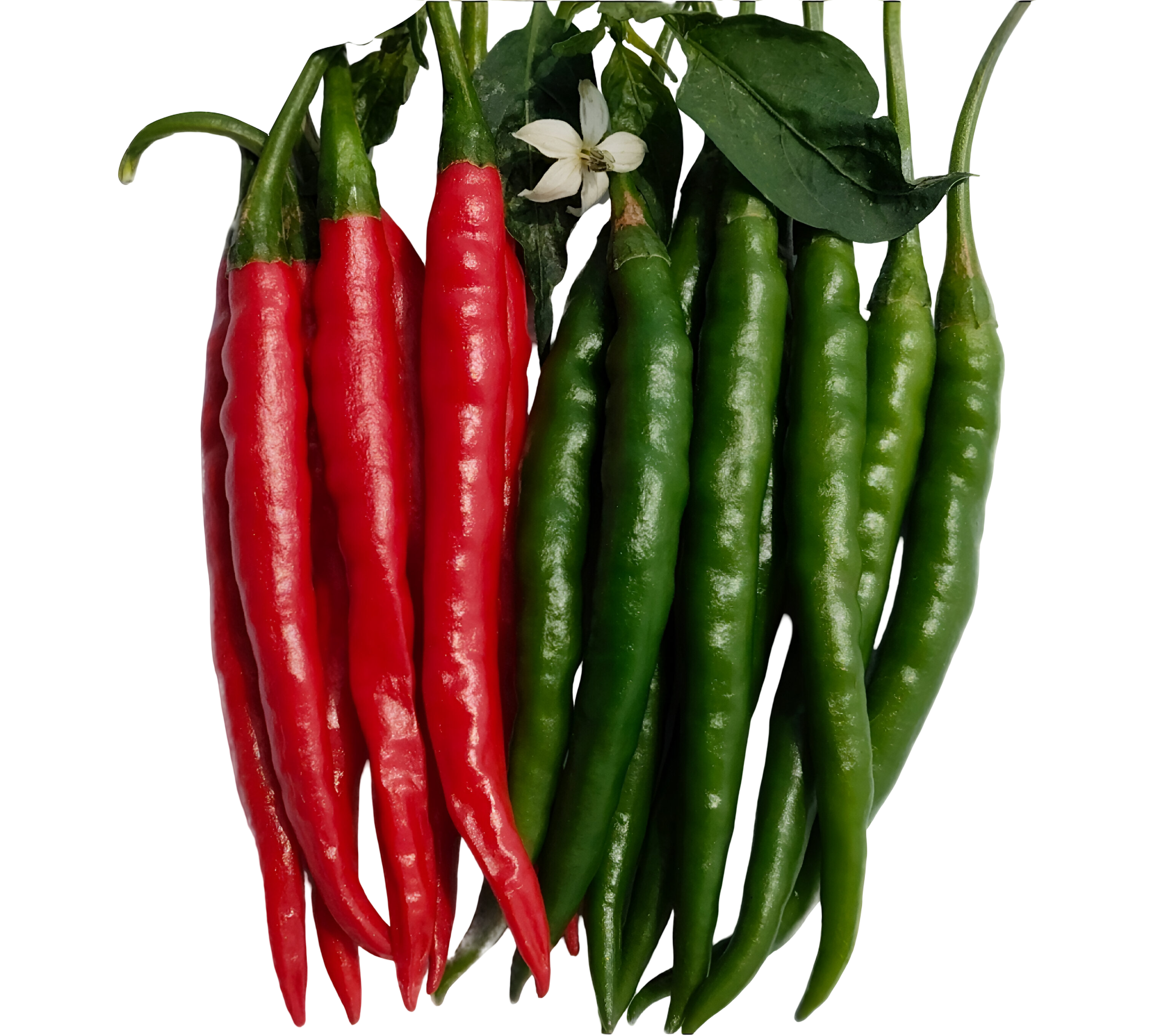 Red Chilli